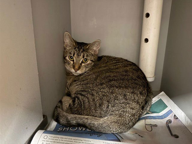 LILLIE - Domestic Short Hair available for adoption