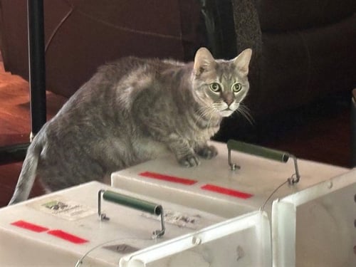 GYPSY - Domestic Short Hair available for adoption