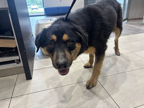 KAISER - Rottweiler available for adoption