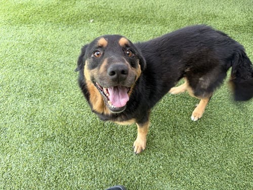 KAISER - Rottweiler available for adoption
