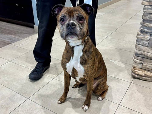 APACHE - Boxer available for adoption