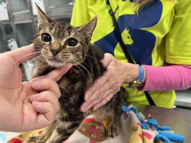 SCOTT - Domestic Short Hair available for adoption