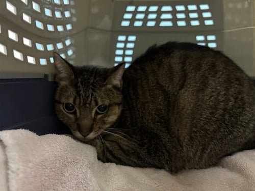 MORK - Domestic Short Hair for adoption in Garland