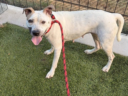 CURLY - Pit Bull Terrier available for adoption