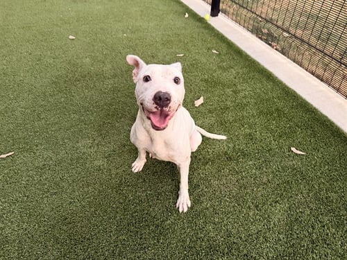 PEARL - Pit Bull Terrier available for adoption