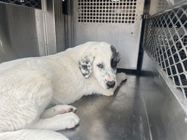 SALT - Great Pyrenees available for adoption