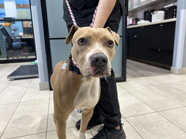 LAYLA - Pit Bull Terrier available for adoption