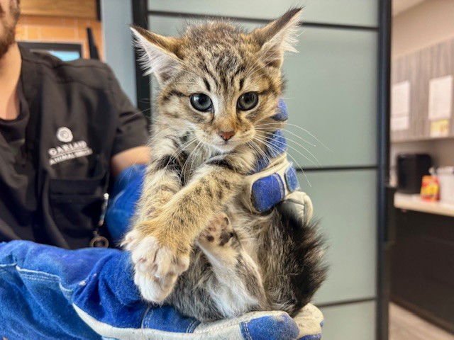 SUSHI - Domestic Short Hair available for adoption