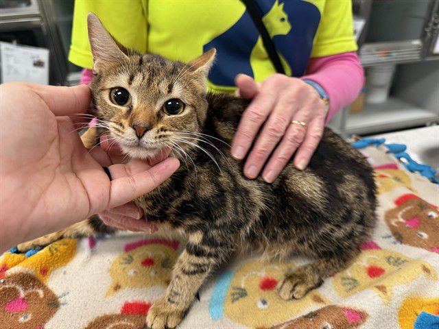 QUINN - Domestic Short Hair available for adoption