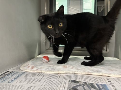 ROSIE - Domestic Short Hair available for adoption