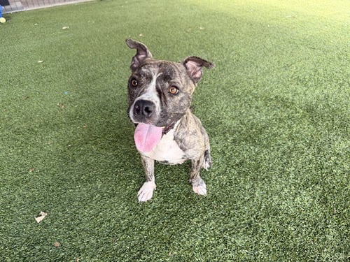 AERIAL - American Pit Bull Terrier available for adoption