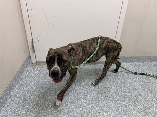 AERIAL - American Pit Bull Terrier available for adoption