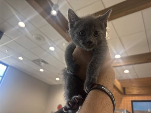 BON - Domestic Short Hair available for adoption
