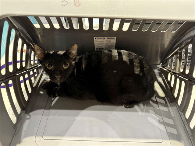 PRECIOUS - Domestic Short Hair available for adoption