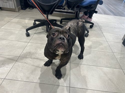 MAMACITA - Staffordshire Bull Terrier available for adoption