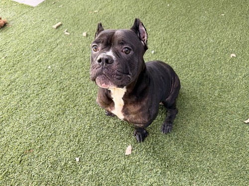 MAMACITA - Staffordshire Bull Terrier available for adoption