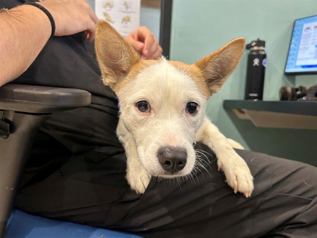 PIXIE - Chihuahua available for adoption