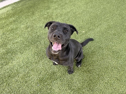 FREDDY - Pit Bull Terrier available for adoption