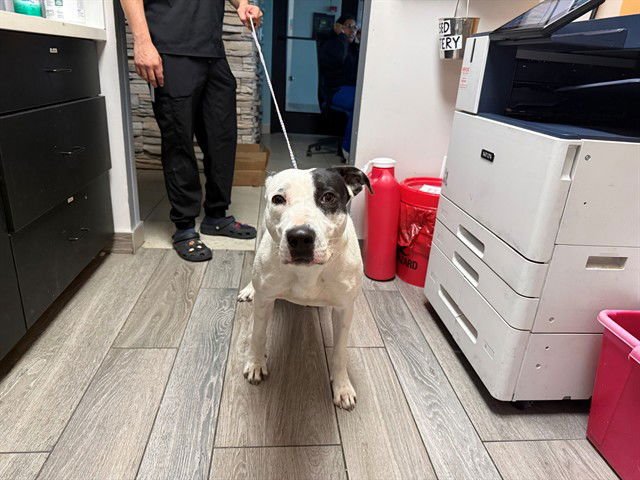 MATTY - American Staffordshire Terrier available for adoption