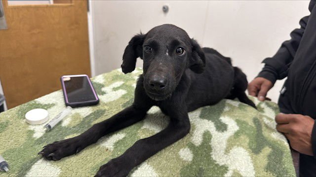 BANANA - Belgian Shepherd Malinois available for adoption