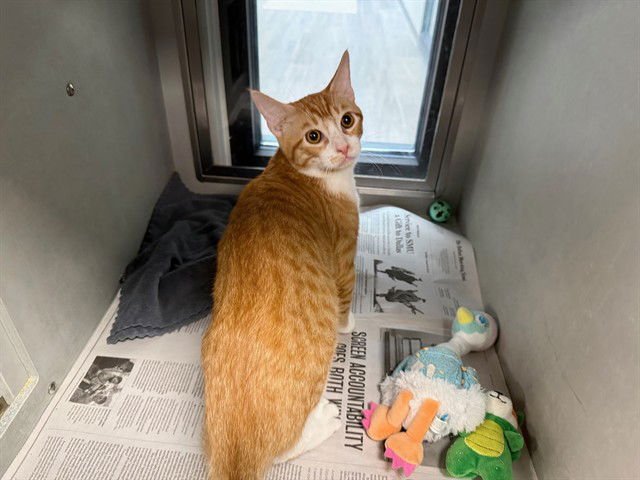 SHERLOCK - Domestic Short Hair available for adoption