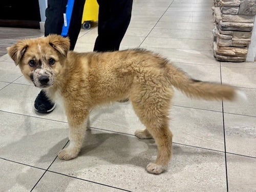 MILO - Australian Shepherd available for adoption