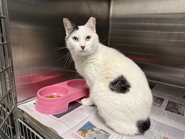 SPEARMINT - Domestic Short Hair available for adoption