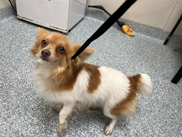 KIKI - Pomeranian / Chihuahua available for adoption