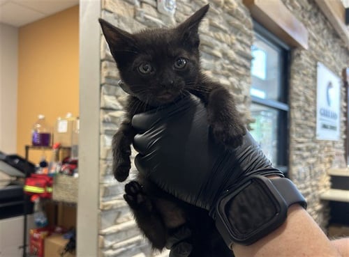SKEDADDLE - Domestic Short Hair available for adoption