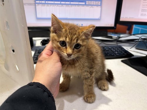 AMBER - Domestic Short Hair available for adoption