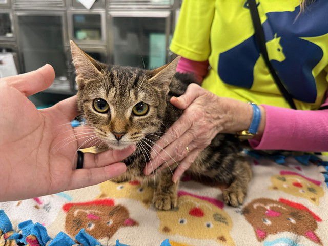 RUTHIE - Domestic Short Hair available for adoption