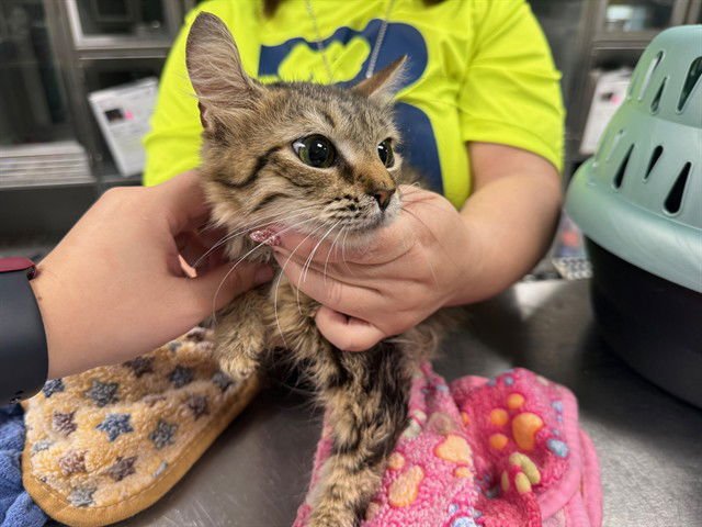 KAMI - Domestic Medium Hair available for adoption