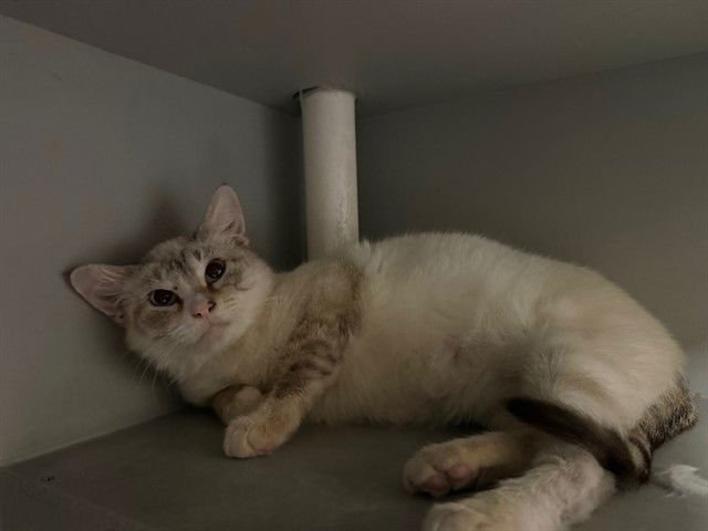 POLAR - Siamese available for adoption