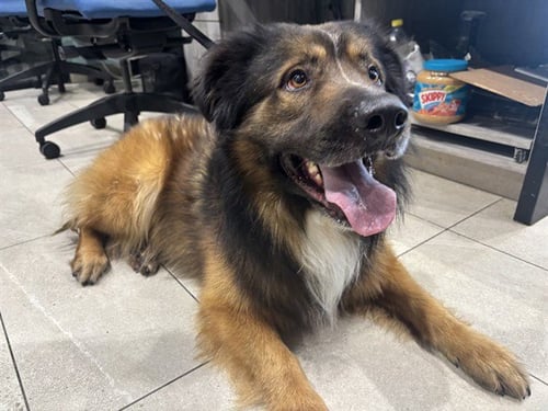 KING - German Shepherd Dog available for adoption