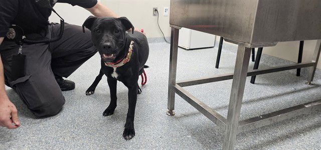 CLOVER - Pit Bull Terrier available for adoption