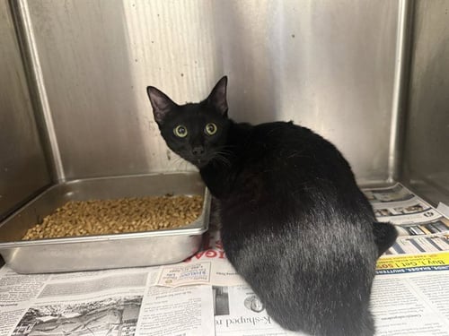 LETHA - Domestic Short Hair for adoption in Garland