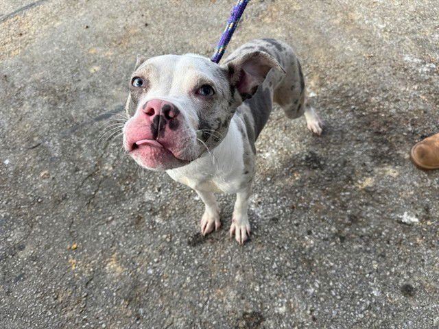 SPECKLES - Pit Bull Terrier available for adoption