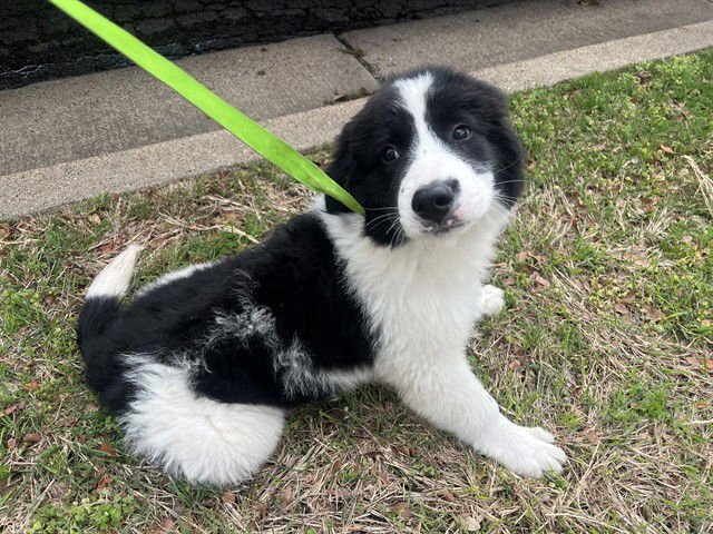 COLT - Border Collie / Great Pyrenees available for adoption