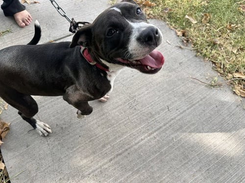 SUZIE - Pit Bull Terrier available for adoption