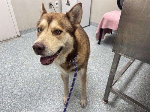 VALTO - Siberian Husky available for adoption