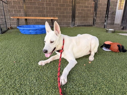 NANOOK - Siberian Husky available for adoption