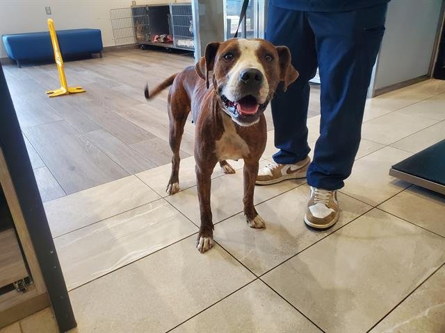 FENDI - Pit Bull Terrier available for adoption