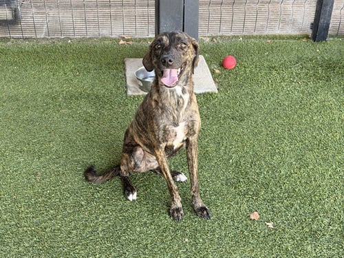CLAIRO - Greyhound available for adoption