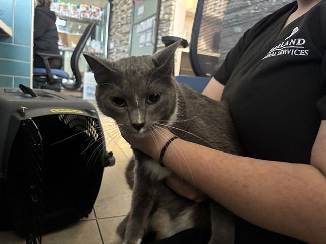 BILL - Domestic Short Hair available for adoption