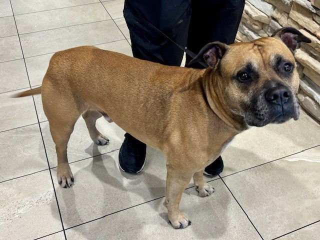 BANDIT - American Pit Bull Terrier available for adoption