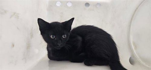 AUDI - Domestic Short Hair for adoption in Garland
