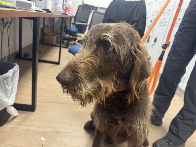 SR WINSTON - Poodle (Standard) available for adoption