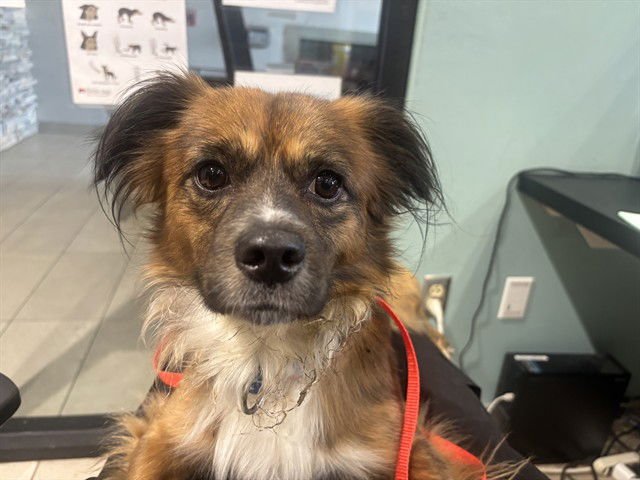 TRAC - Papillon available for adoption