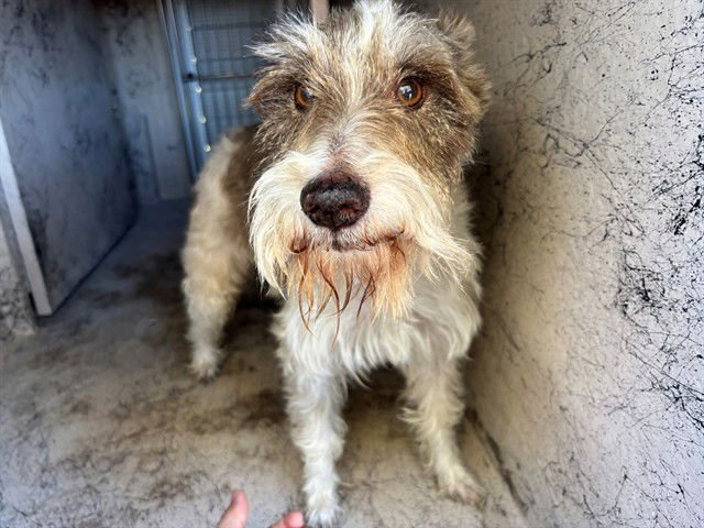 FREDERICK - Miniature Schnauzer available for adoption