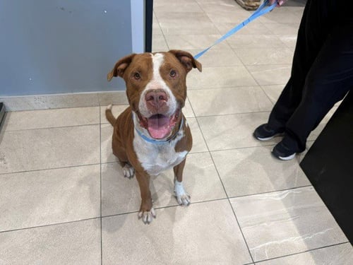 BENTLY - Pit Bull Terrier available for adoption